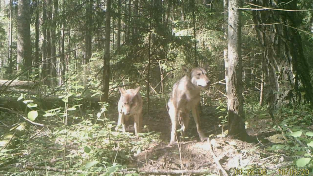 4 Волки возле норы барсука-0-01-04-689.jpg